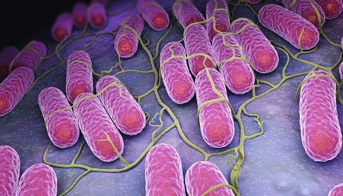 «بكتيريا السالمونيلا» تفشي غامض في بريطانيا