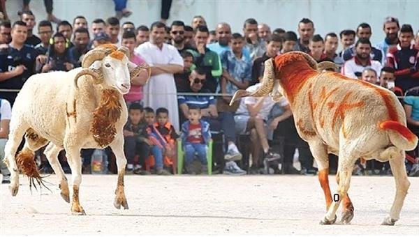 تصارع الأضاحي في الشارع، الجزائر