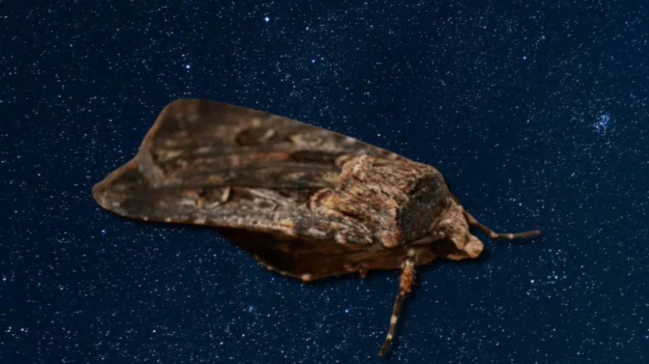 العث في أستراليا هجرة ليلية شاقة