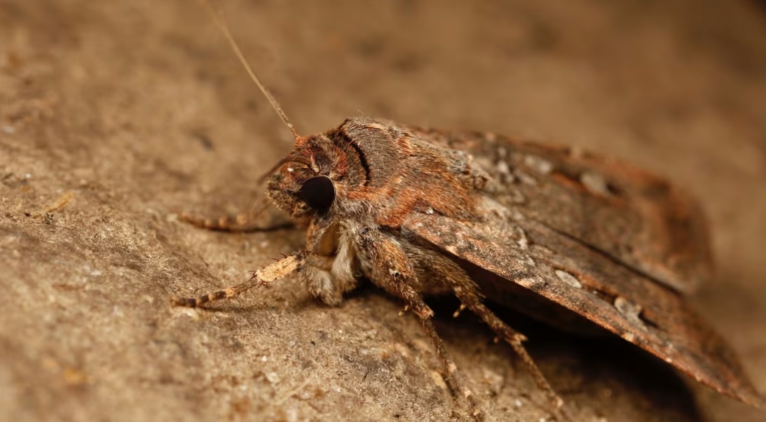 العث في أستراليا هجرة ليلية شاقة