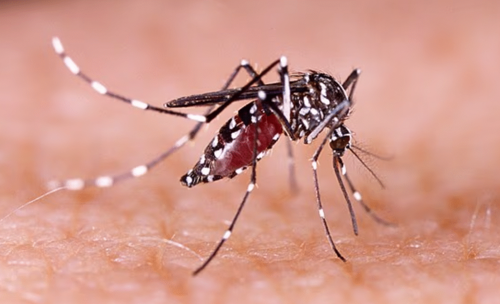 https://www.dailymail.co.uk/travel/article-14928397/danger-life-warning-issued-diseases-detected-holiday-destination.html