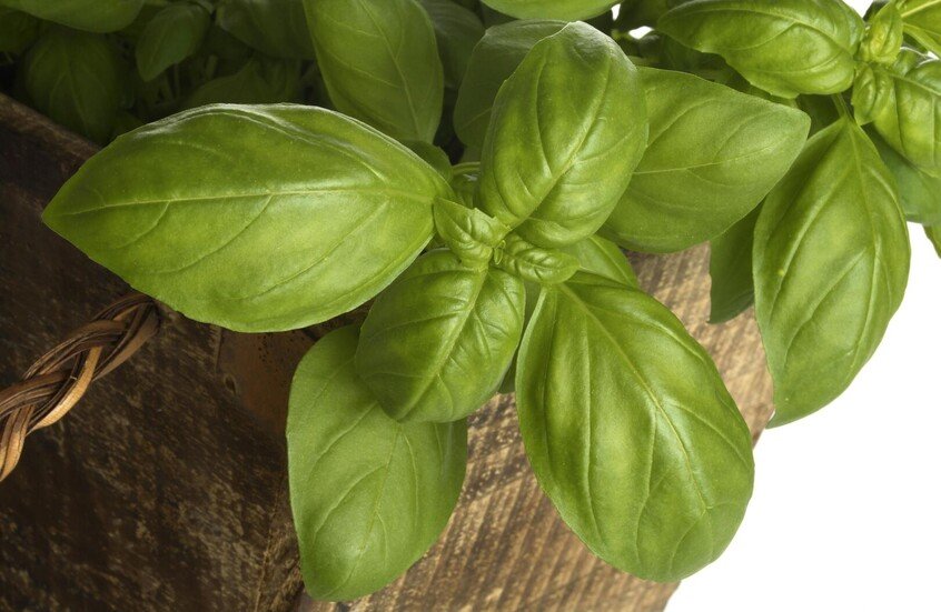 اكتشاف علمي يكشف سرًّا جديدًا لمقاومة شيخوخة الدماغ