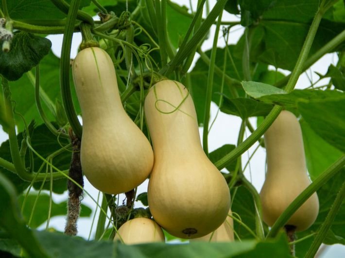 اليقطين.. أهم "الكربوهيدرات الخريفية المثالية" لحرق الدهون بسرعة