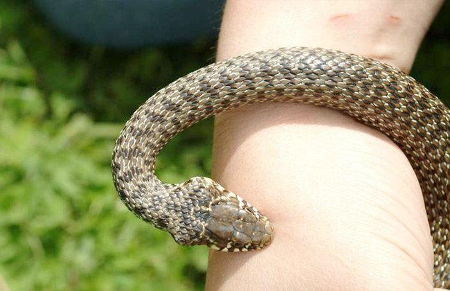 تقنية لقاحات «كوفيد» تمهّد لعلاج ثوري ينقذ ضحايا لدغات الثعابين حول العالم