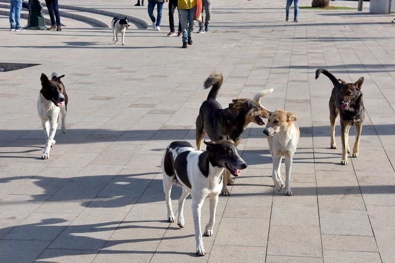 مطالبات بسحب تنظيم كأس العالم 2030 من المغرب بسبب أزمة الكلاب الضالة