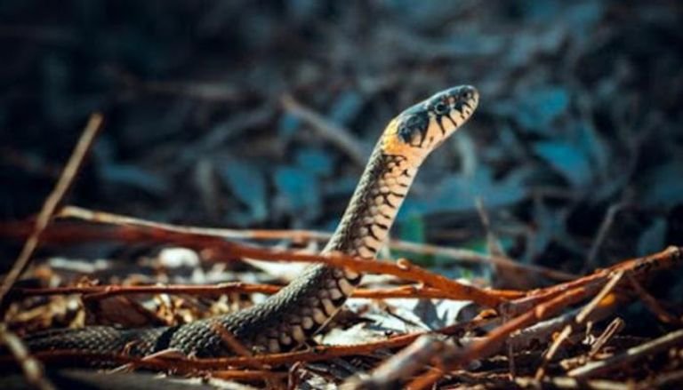 تقنية لقاحات «كوفيد» تمهّد لعلاج ثوري ينقذ ضحايا لدغات الثعابين حول العالم