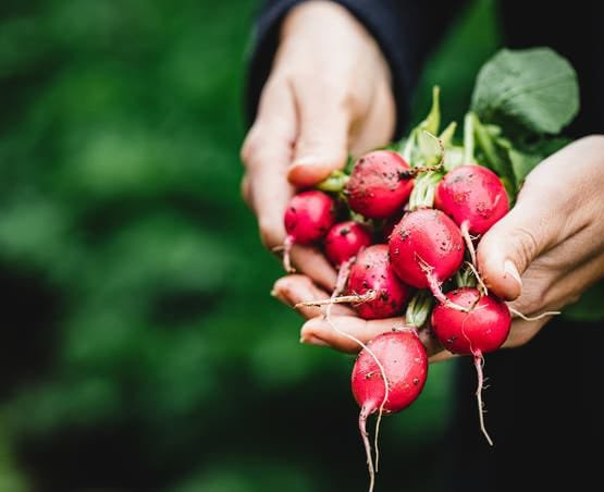 قمم الفجل المهملة.. سر جديد لتحسين صحة الأمعاء وتقليل الالتهابات