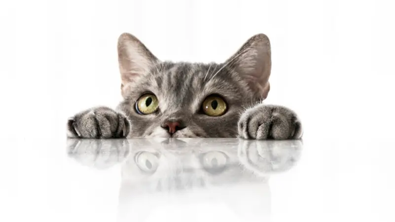 دراسة موسّعة تربط بين تربية القطط وزيادة مخاطر اضطرابات شبيهة بالفصام.. والعلماء يحذرون من الاستنتاجات المبكرة