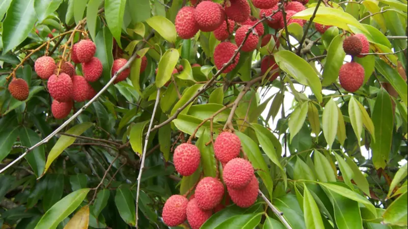 فاكهة الليتشي.. كنز استوائي بطعم فريد وقيمة غذائية عالية