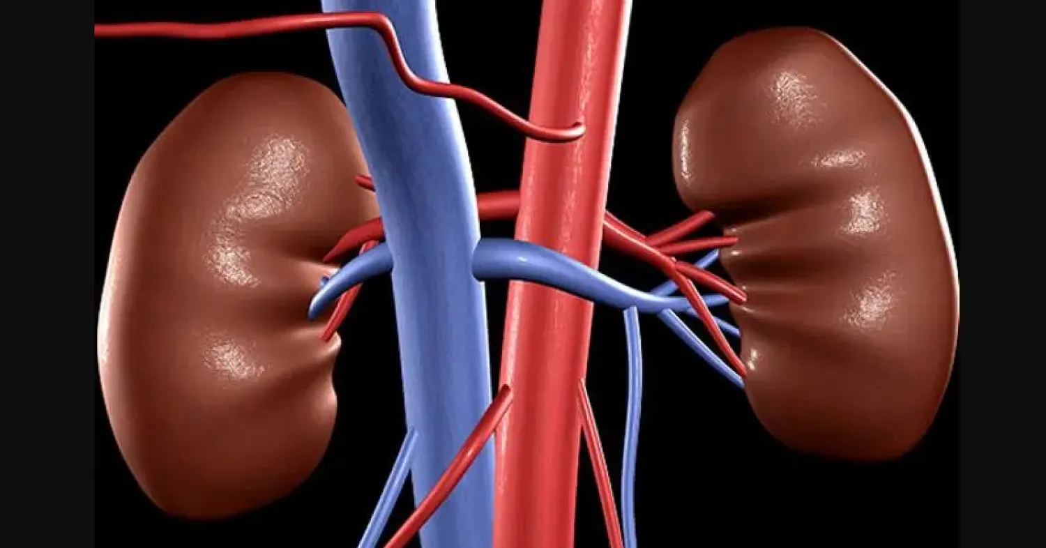 خمس خطوات تحافظ على صحة الكلى وتقي من أمراضها المزمنة