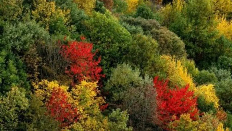 إيران تطلب مساعدة دولية لإخماد حريق ضخم في غابات إليت