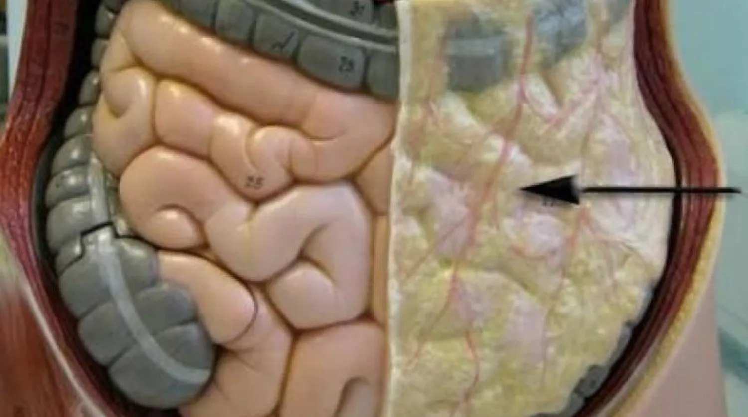 أطعمة يومية تساهم في تقليل الدهون الحشوية… طبيب متخصص يكشف القائمة