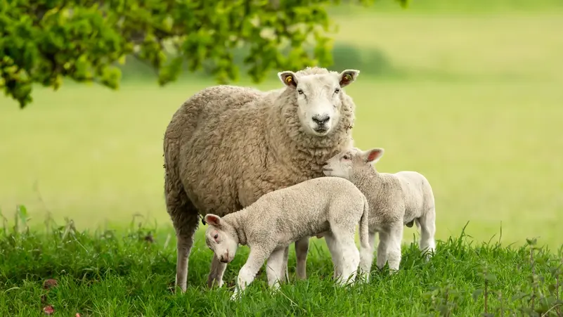 لحم الغنم بين الفوائد الغذائية والمخاطر الصحية على القلب