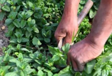 دراسة يابانية: الجمع بين النعناع والأوكالبتوس والفلفل الحار يضاعف التأثير المضاد للالتهاب مئات المرات