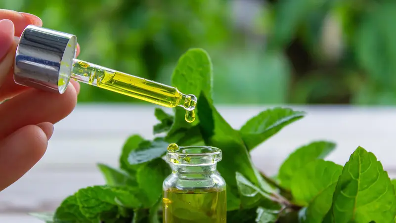 دراسة يابانية: الجمع بين النعناع والأوكالبتوس والفلفل الحار يضاعف التأثير المضاد للالتهاب مئات المرات