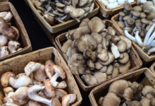 الفطر.. غذاء طبيعي قد يساهم في دعم صحة القلب وتنظيم ضغط الدم