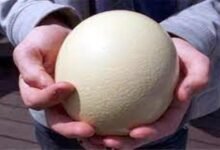 بيض النعام: قيمة غذائية كبيرة… وفوائد مشروطة بالحذر