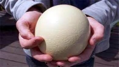 بيض النعام: قيمة غذائية كبيرة… وفوائد مشروطة بالحذر