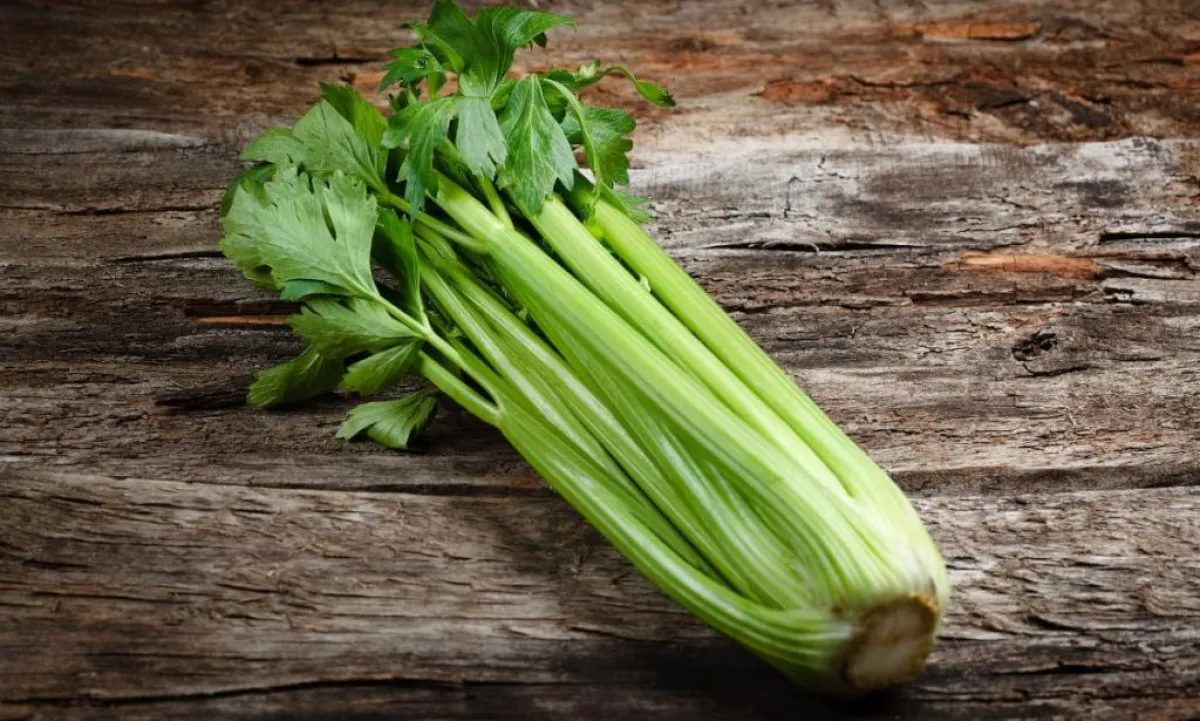 الكرفس يثبت فعاليته في خفض ضغط الدم علميًا