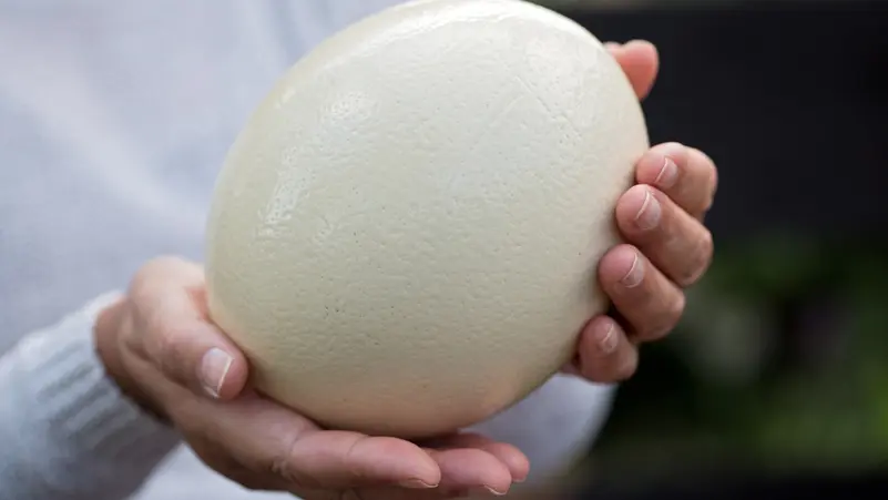 بيض النعام: قيمة غذائية كبيرة… وفوائد مشروطة بالحذر